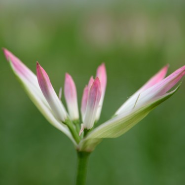 Nerine bowdenii 'Lipstick'