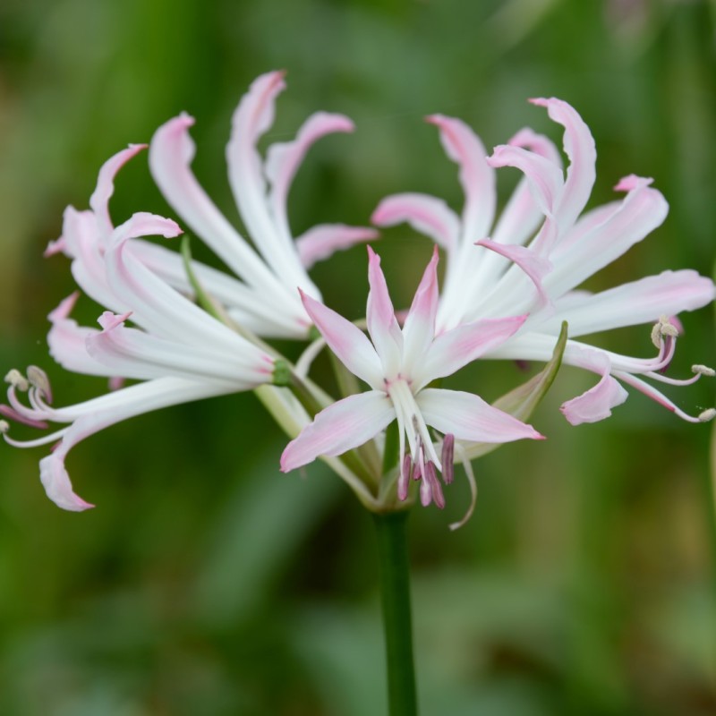 Nerine bowdenii 'Lipstick'