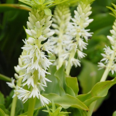Eucomis autumnalis