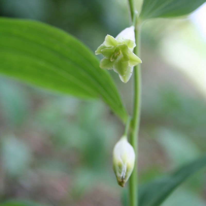 Polygonatum odoratum 'Flore Pleno' Polygonatum odoratum 'Flore Pleno'