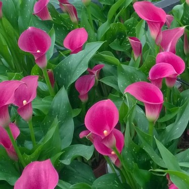 Zantedeschia 'Cheerio'
