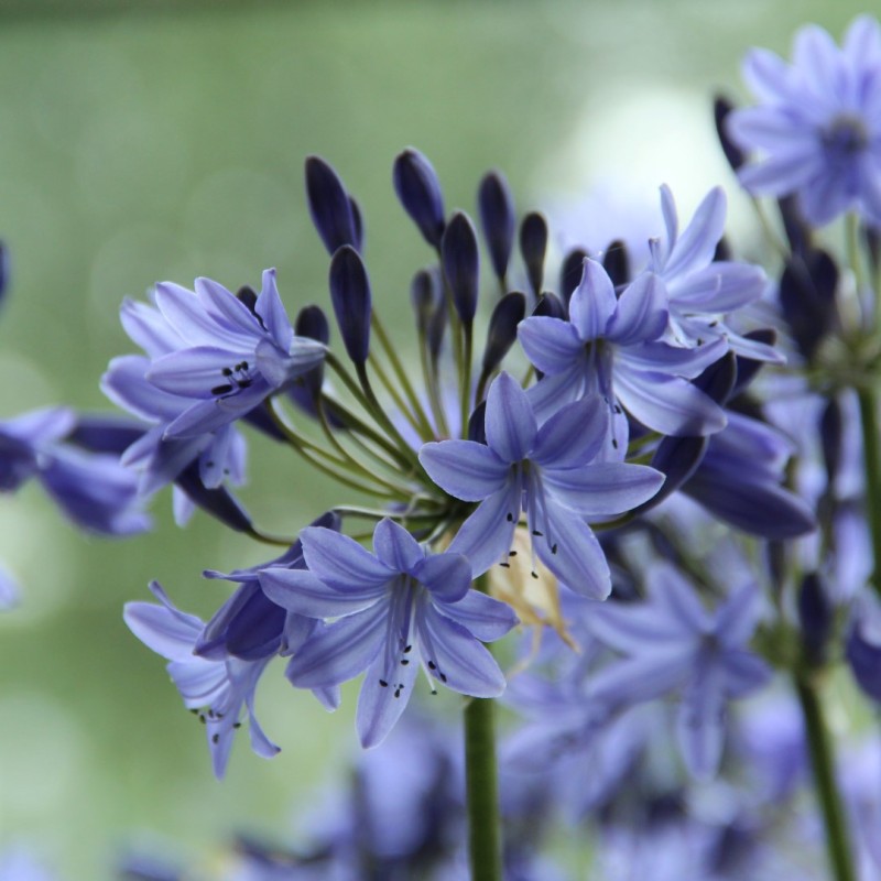 Agapanthus 'Dr. Brouwer' Agapanthus 'Dr. Brouwer'