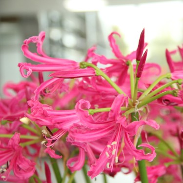 Nerine bowdenii 'Isabel'