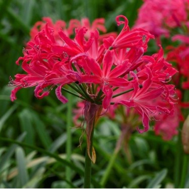 Nerine bowdenii 'Pearls of Cherry'