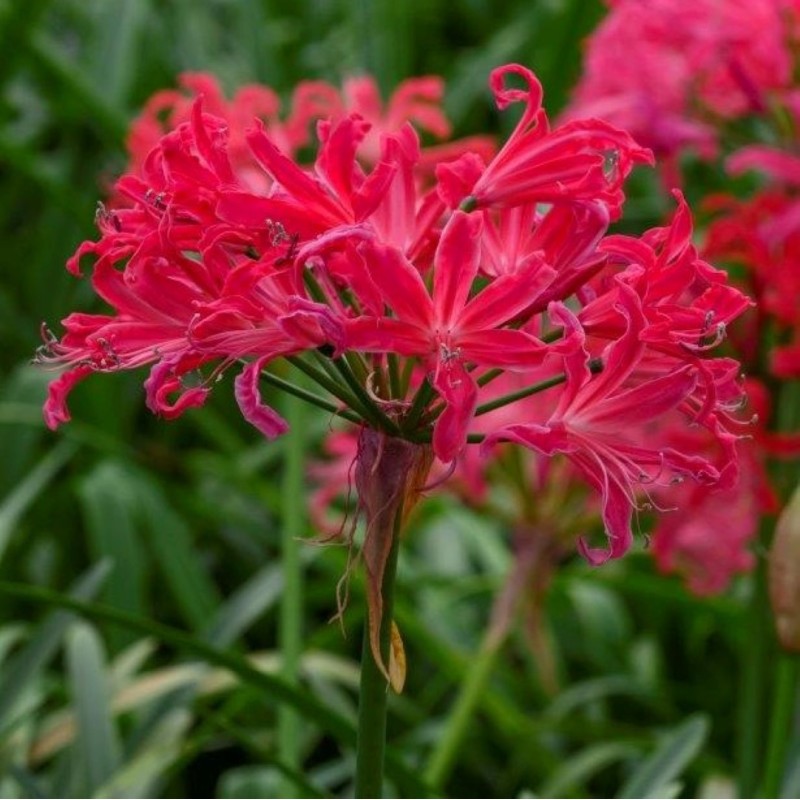 Nerine bowdenii 'Pearls of Cherry'