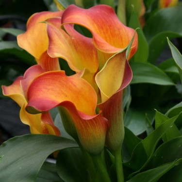 Zantedeschia 'Osorno'