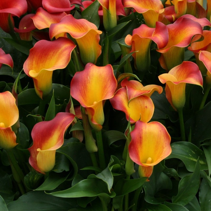 Zantedeschia 'Osorno'