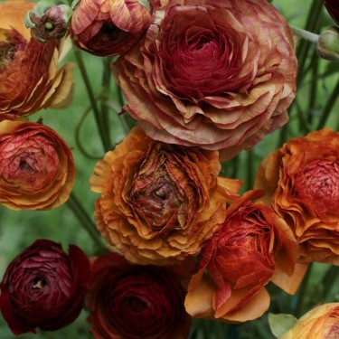Ranunculus asiaticus 'Aviv Picotee' -café-