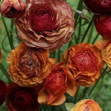 Ranunculus asiaticus 'Aviv Picotee' -café-