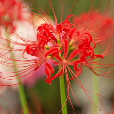 Lycoris radiata 