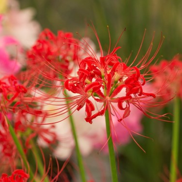 Lycoris radiata Lycoris radiata