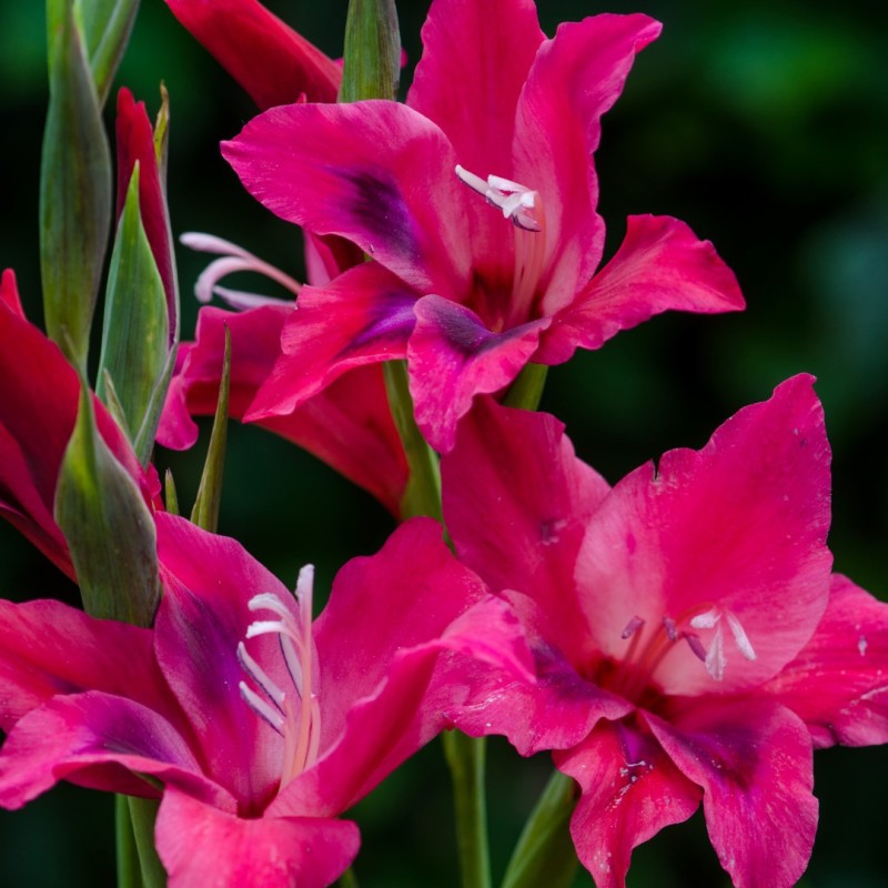 Gladiolus nanus 'Vulcano' Gladiolus nanus 'Vulcano'