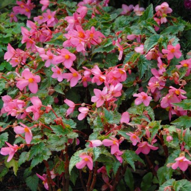 Begonia multiflora 'La Madelon'