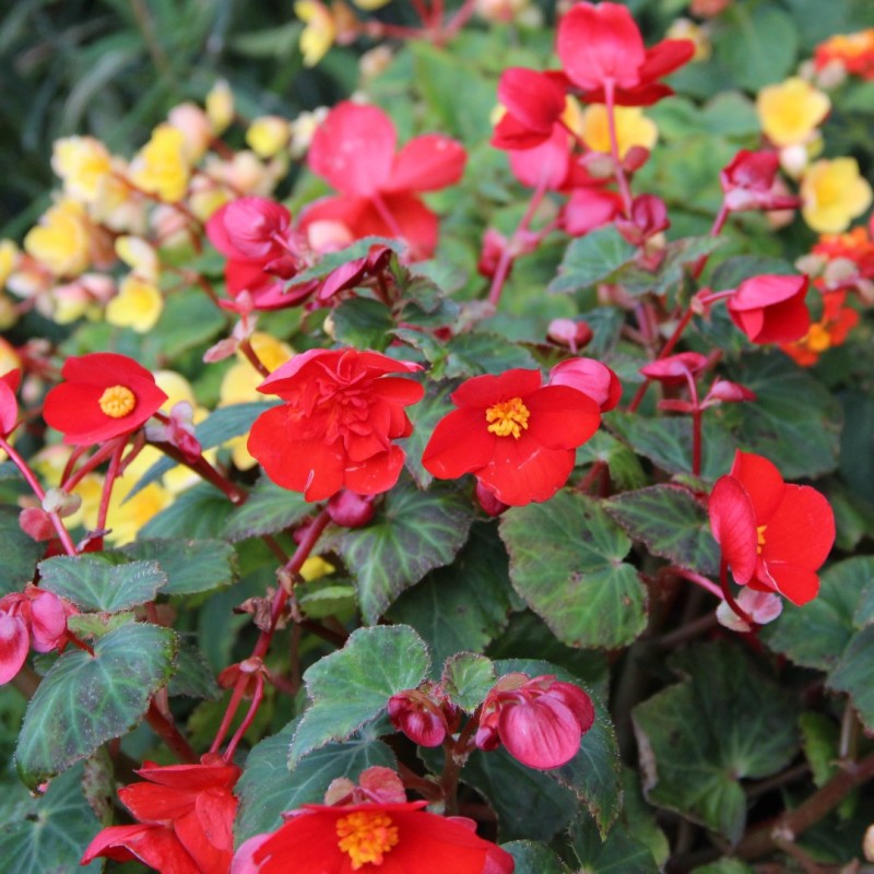 Begonia multiflora 'Flamboyant' Begonia multiflora 'Flamboyant'