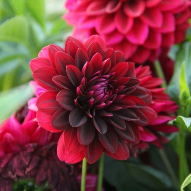 Dahlia 'Arabian Night'  