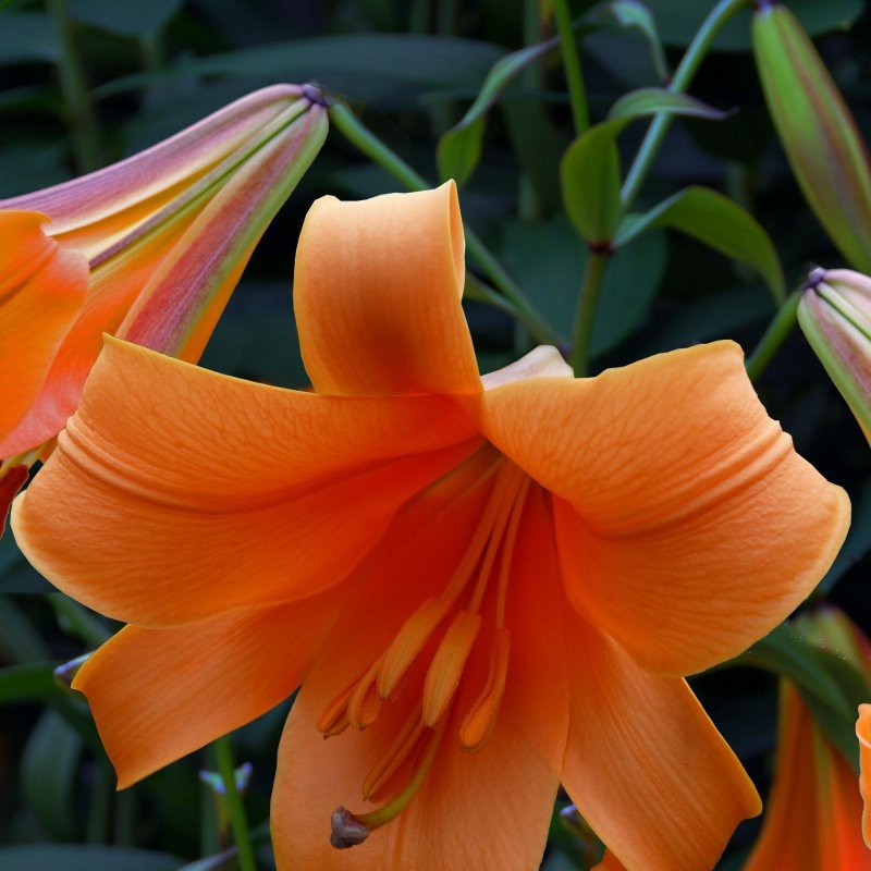 Lilium 'African Queen' Lilium 'African Queen'