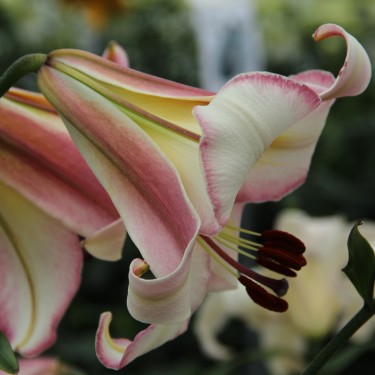 Lilium 'Beijing Moon' 