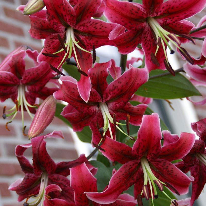 Lilium 'Miss Feya' Lilium 'Miss Feya'