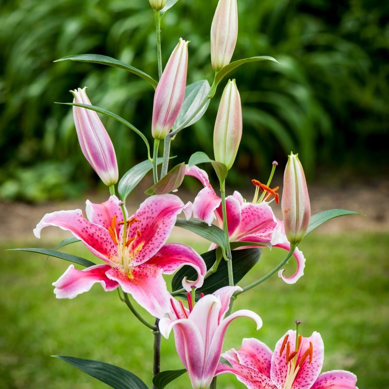 Lilium 'Stargazer' Lilium 'Stargazer'