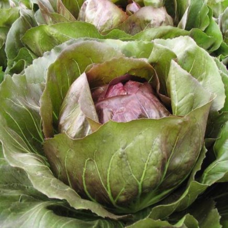 Radicchio Rosso 'Leonardo F1' -zaden- Radicchio Rosso 'Leonardo F1' -zaden-
