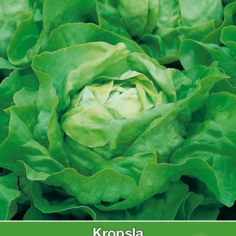 Kropsla Appia -zaden- Kropsla Appia -zaden-
