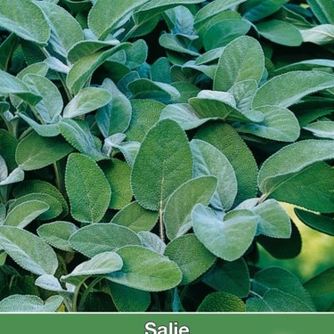 Salie / Salvia -zaden-