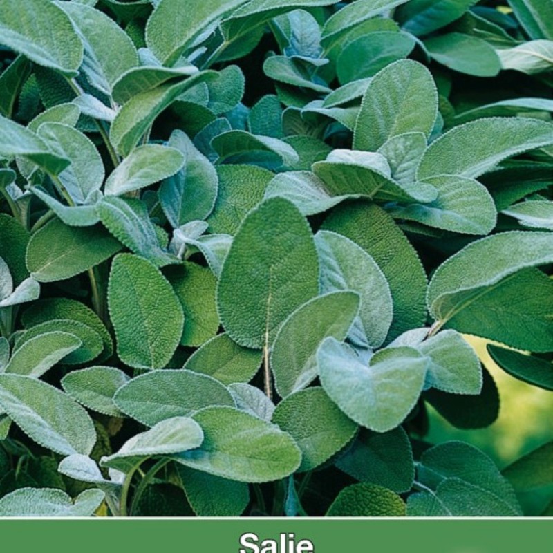 Salie / Salvia -zaden-
