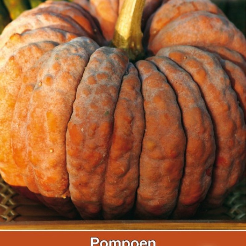 Cucurbita moschata Futtsu Black Early -zaden- Cucurbita moschata Futtsu Black Early -zaden-