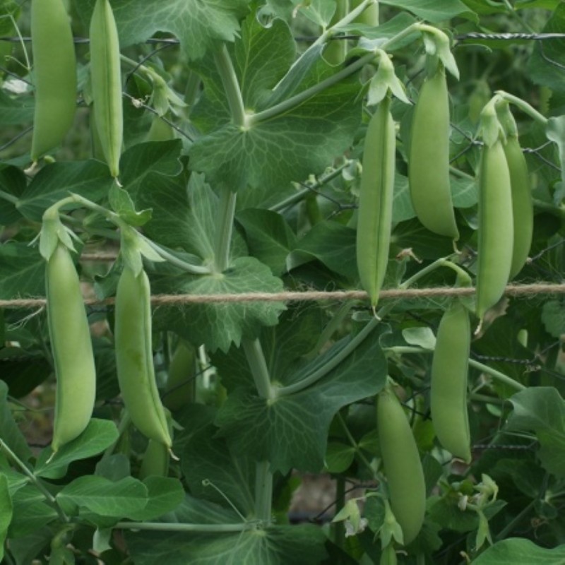 Sugar snap 'Nairobi', Pisum sativum -zaden- Sugar snap 'Nairobi', Pisum sativum -zaden-