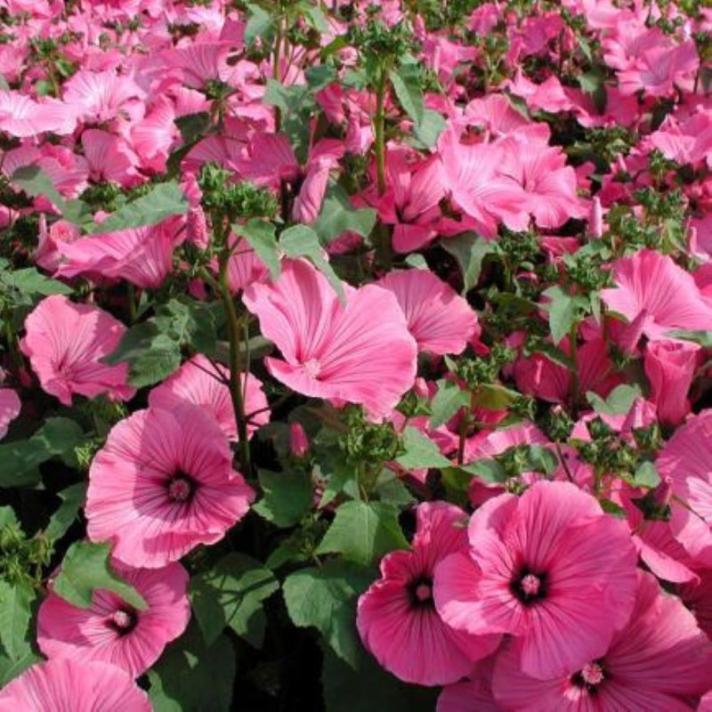 Lavatera trimestris Lavatera, grootbloemig -zaden-