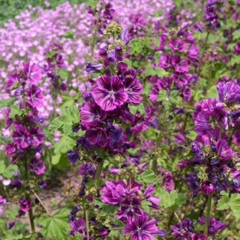 Malva sylvestris Groot kaasjeskruid 'Mauritanica' -zaden- Malva sylvestris Groot kaasjeskruid 'Mauritanica' -zaden-