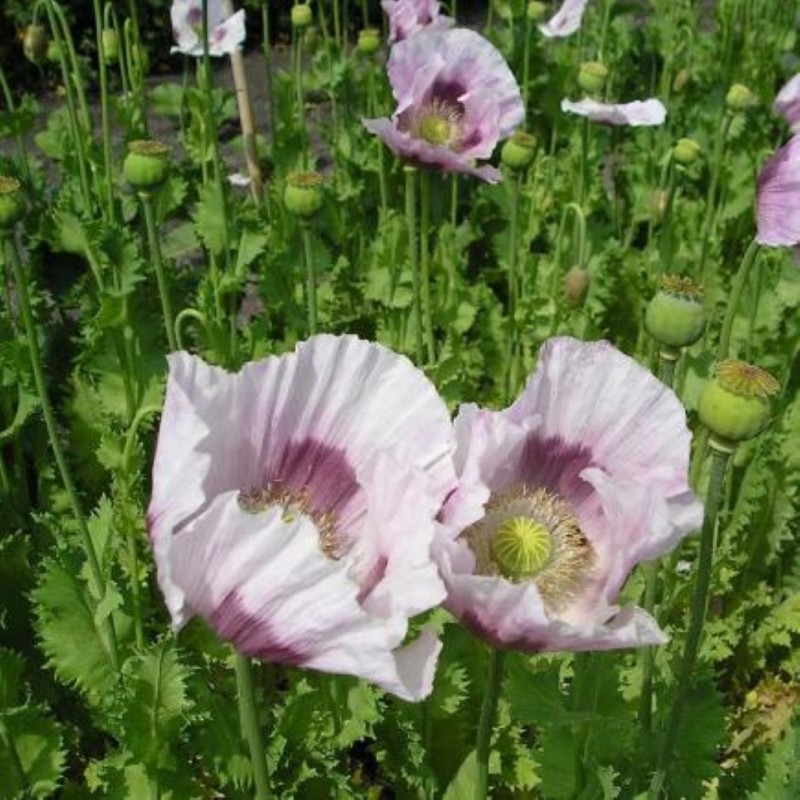 Papaver somniferum Blauwmaanzaad -zaden- Papaver somniferum Blauwmaanzaad -zaden-