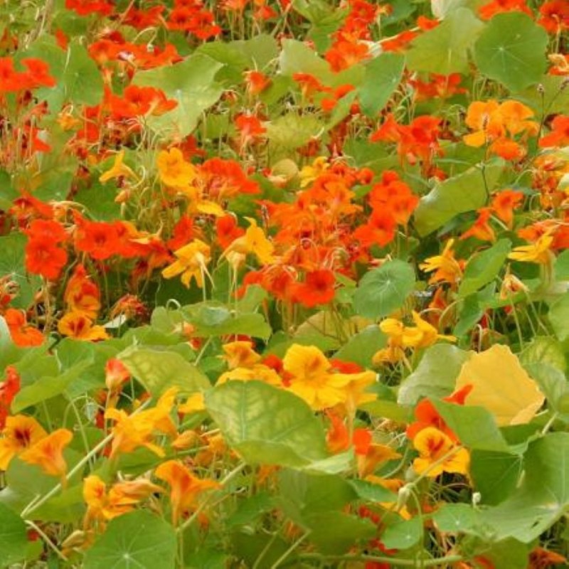 Tropaeolum majus Oost-Indische kers, rankend -zaden-