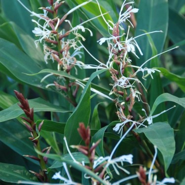 Hedychium villosum var. tenuiflorum 