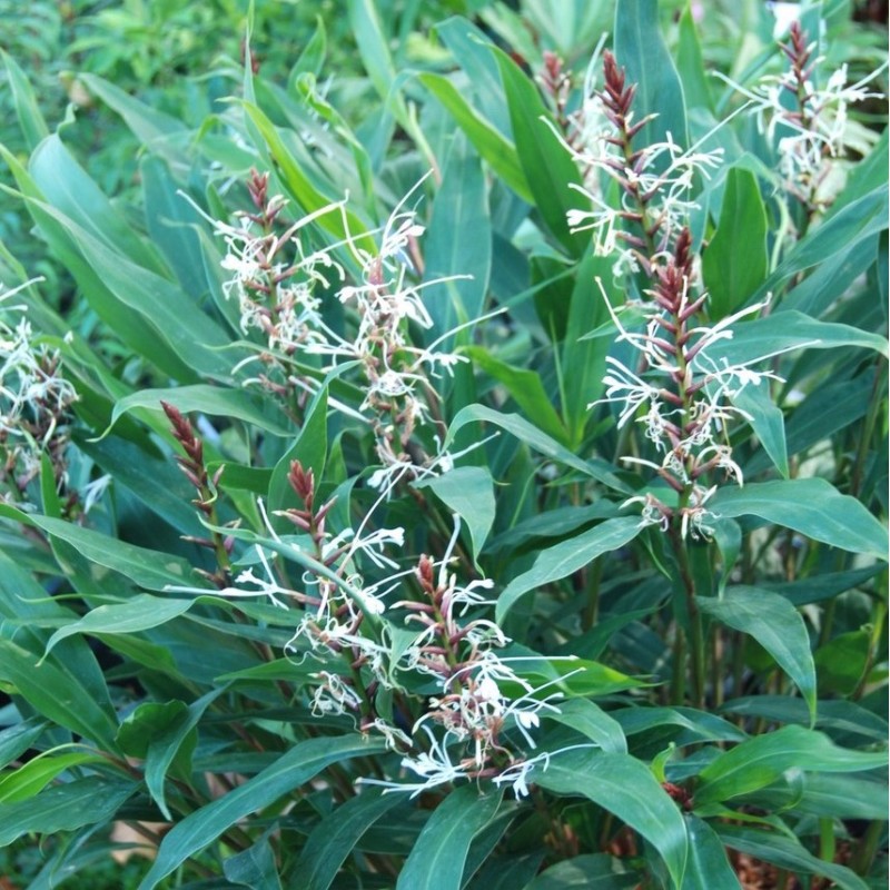 Hedychium villosum var. tenuiflorum Hedychium villosum var. tenuiflorum