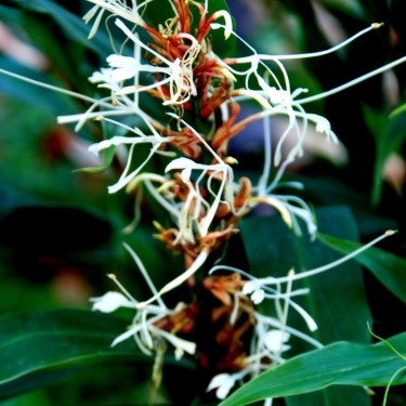 Hedychium villosum var. tenuiflorum Hedychium villosum var. tenuiflorum