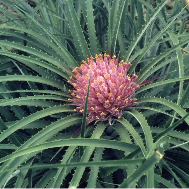 Ochagavia carnea 