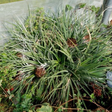 Ochagavia carnea 