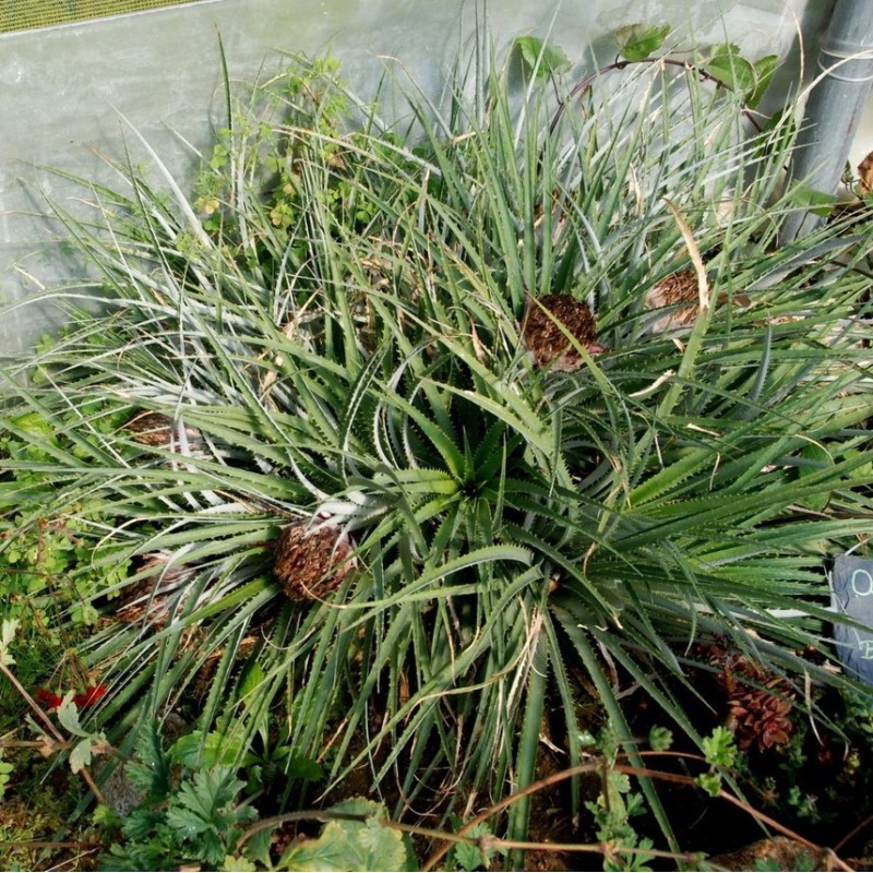 Ochagavia carnea 