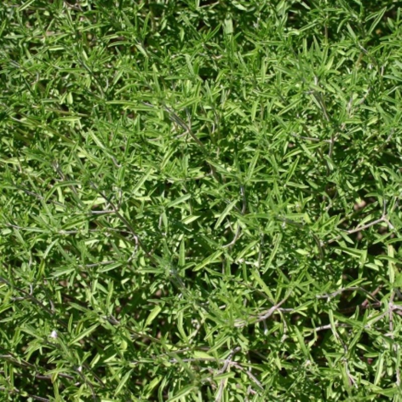 Bonenkruid, Satureja hortensis -zaden- Bonenkruid, Satureja hortensis -zaden-