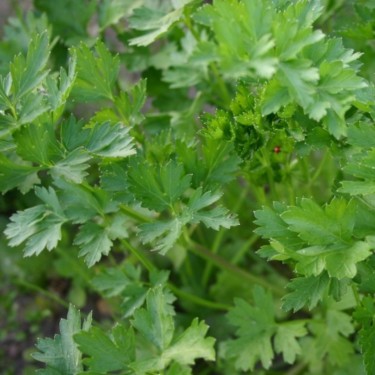 Peterselie,  Petroselinum crispum 'Gewone Snij 3' -zaden-