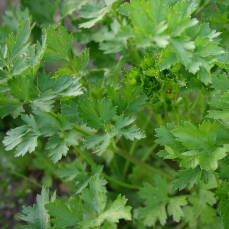 Peterselie, Petroselinum crispum 'Gewone Snij 3' -zaden- Peterselie, Petroselinum crispum 'Gewone Snij 3' -zaden-