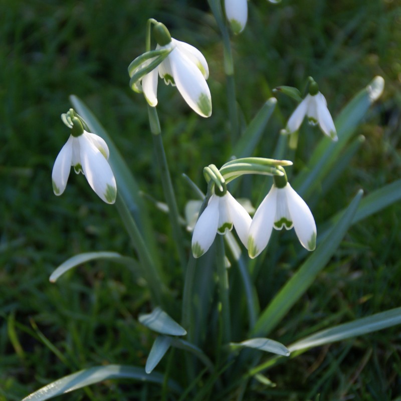 Galanthus 'Viridapice' -in the green-