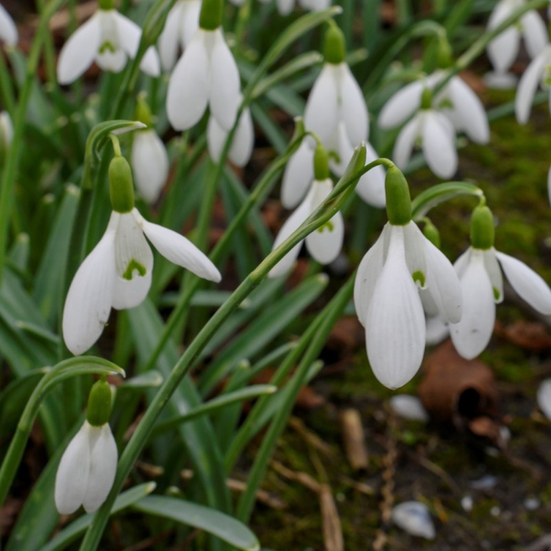 Galanthus 'Christmas Wish' Galanthus 'Christmas Wish'