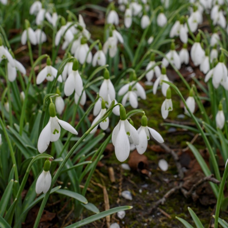 Galanthus 'Christmas Wish' Galanthus 'Christmas Wish'