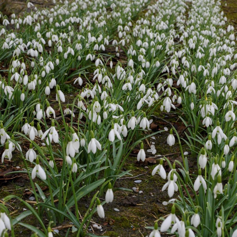 Galanthus 'Christmas Wish' Galanthus 'Christmas Wish'