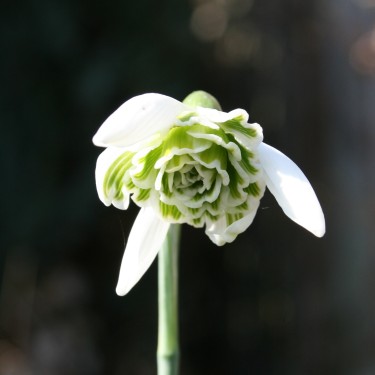 Galanthus 'Hill Poë'