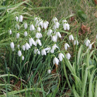 Galanthus nivalis -in the green-