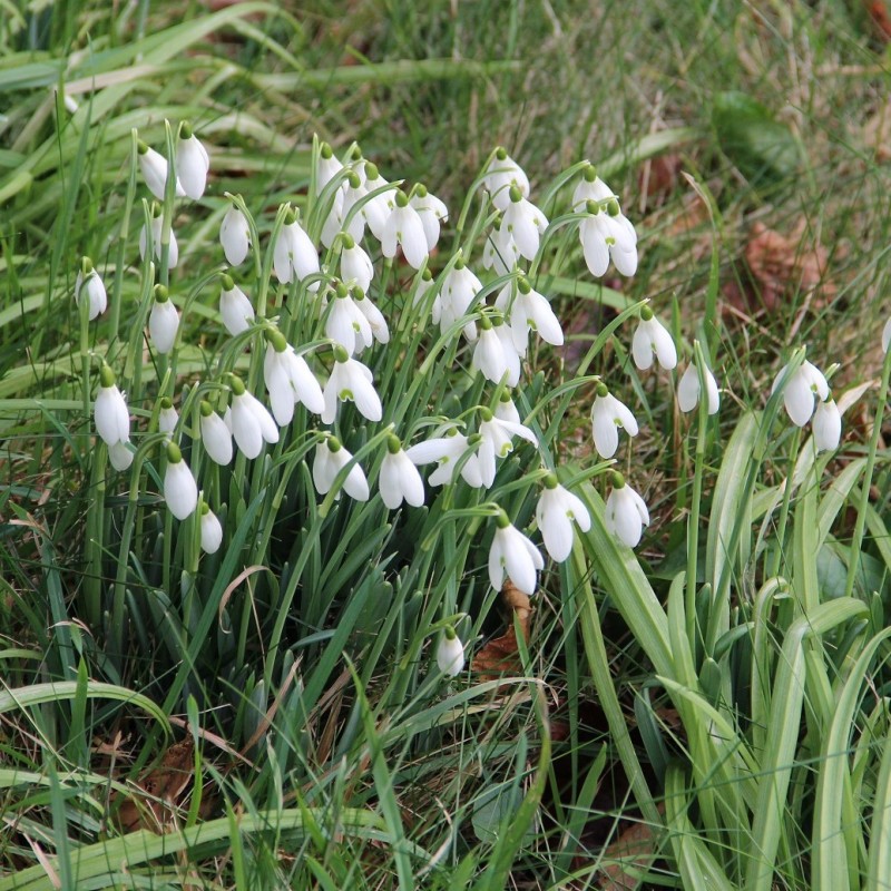 Galanthus nivalis -in the green-
