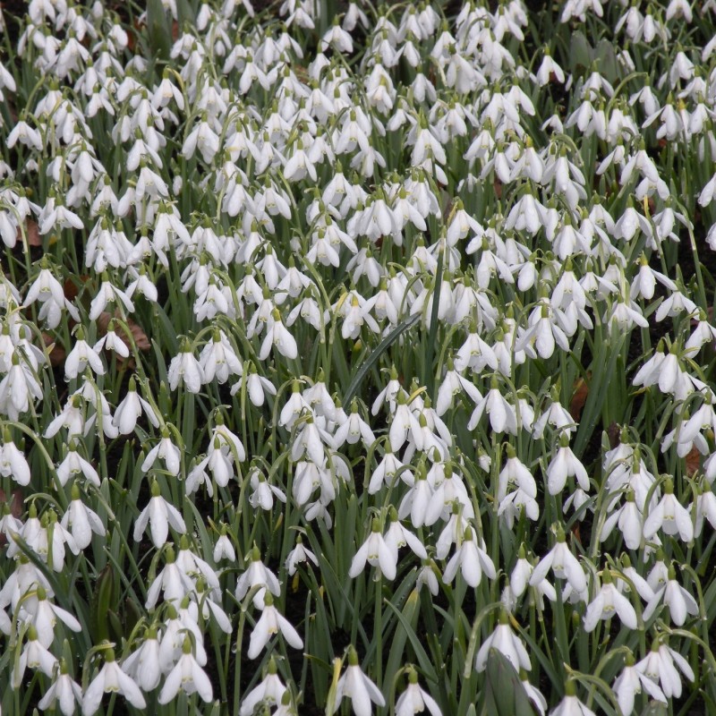 Galanthus nivalis -in the green-